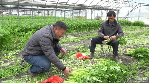 慈利县蓓翔蔬菜种植专业合作社 抓好蔬菜生产保供应