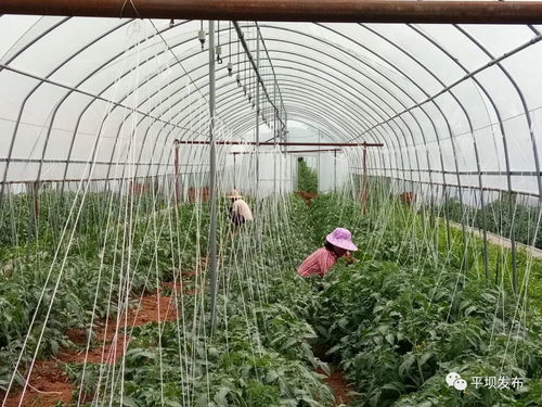 青庄坝区 种植蔬菜助发展 带动务工促增收